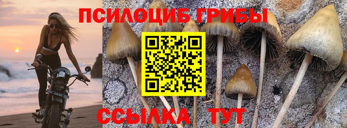 Псилоцибиновые грибы Psilocybine cubensis  Галлюциногенные грибы GOLDEN TEACHER  Вход с VPN  Выборг 