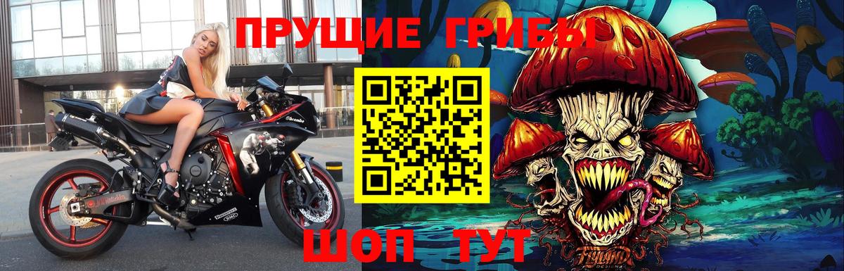 Галлюциногенные грибы Psilocybe  Выборг 